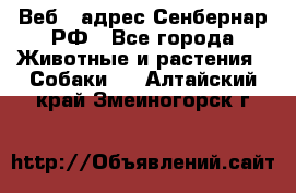 Веб – адрес Сенбернар.РФ - Все города Животные и растения » Собаки   . Алтайский край,Змеиногорск г.